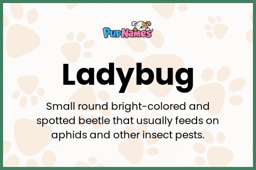 Ladybug dog name meaning