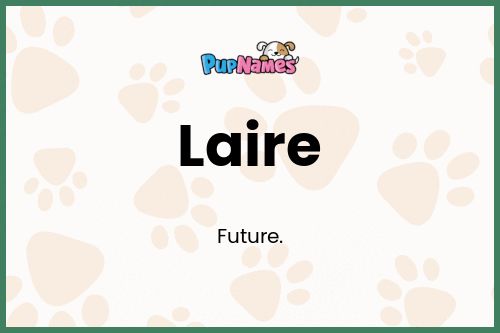 Laire Nombre De Perro Significado Y Popularidad PupNames Com