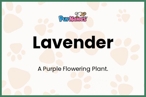 Lavender dog name meaning