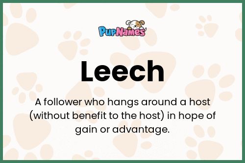 Leech dog name meaning