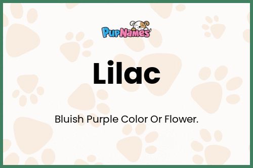 Lilac dog name meaning