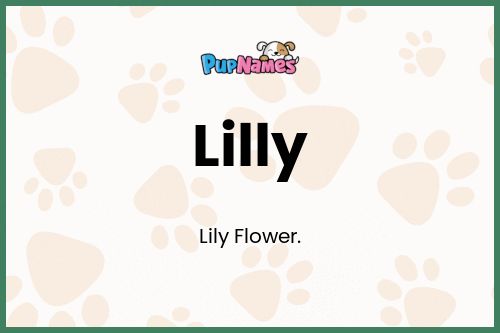 Lilly dog name meaning