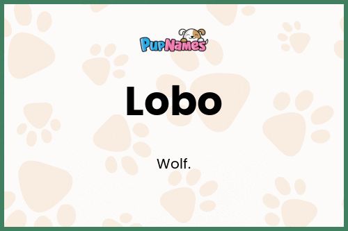 Lobo dog name meaning