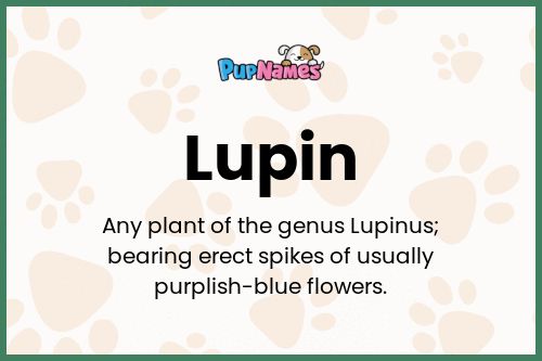 Lupin dog name meaning