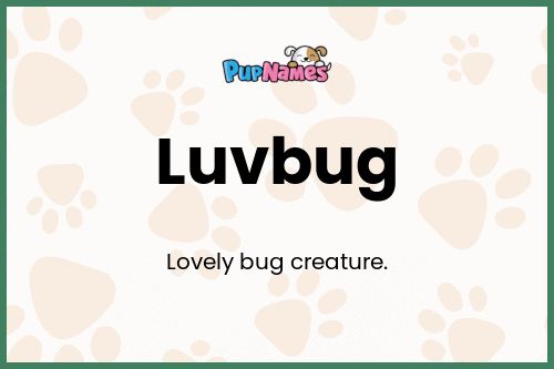 Luvbug dog name meaning