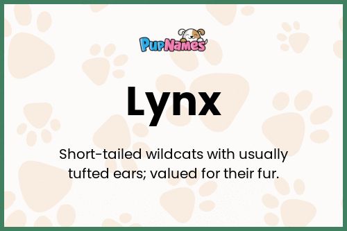 Lynx dog name meaning