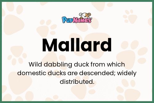 Mallard dog name meaning