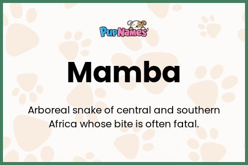 Mamba dog name meaning