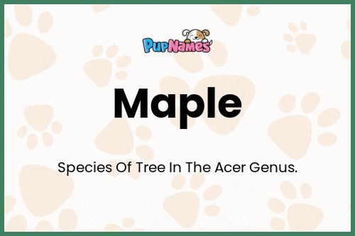 Maple dog name meaning