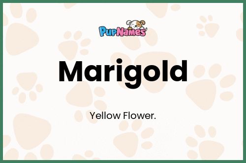 Marigold dog name meaning