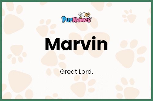 Marvin dog name meaning