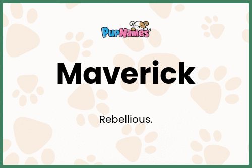 Maverick dog name meaning
