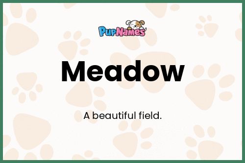 Meadow dog name meaning