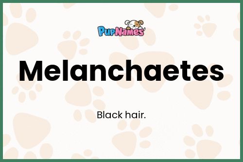 Melanchaetes dog name meaning