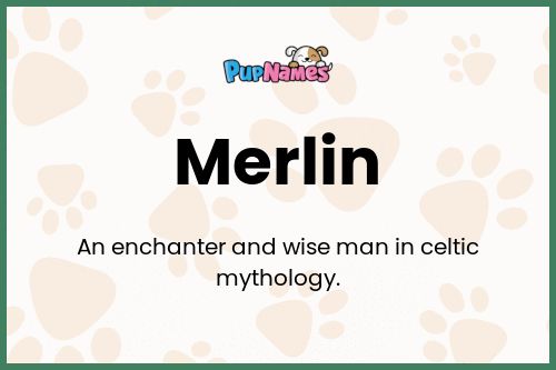 Merlin dog name meaning