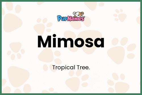 Mimosa dog name meaning