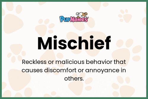 Mischief dog name meaning