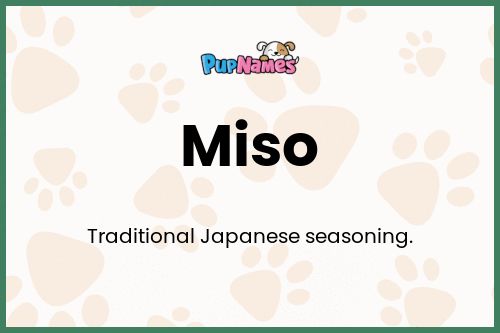 Miso dog name meaning