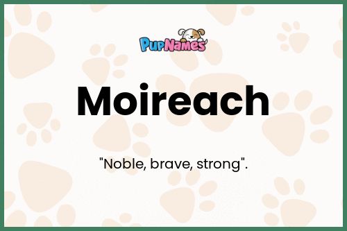 Moireach dog name meaning