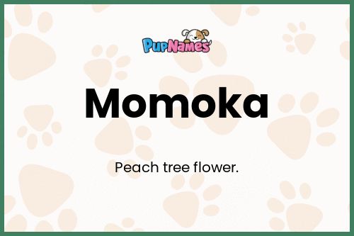 Momoka dog name meaning