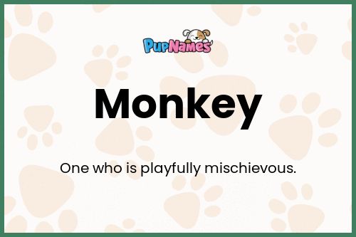 Monkey dog name meaning