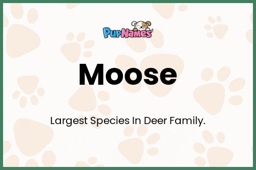 Moose dog name meaning