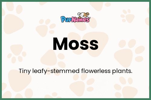 Moss dog name meaning