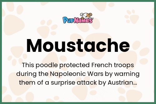 Moustache dog name meaning