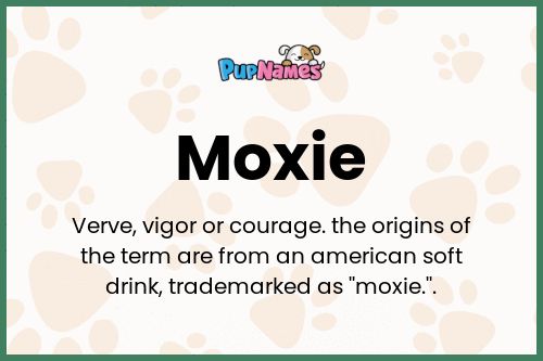 Moxie dog name meaning