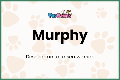 Murphy dog name meaning