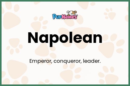 Napolean dog name meaning