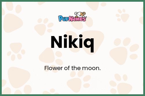 Nikiq dog name meaning