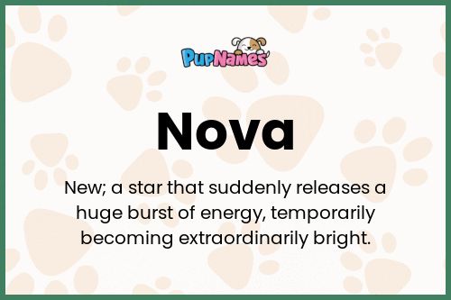 Nova 🐶 - Dog Name Meaning & Popularity | PupNames.com™