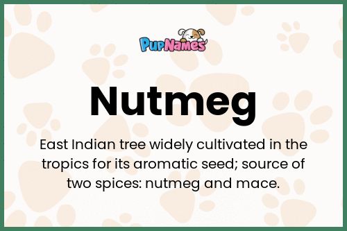 Nutmeg dog name meaning