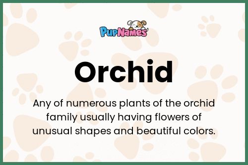 Orchid dog name meaning