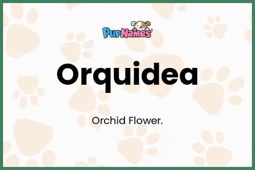 Orquidea dog name meaning