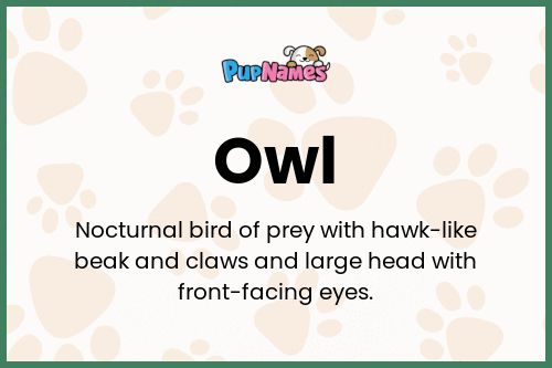 Owl dog name meaning