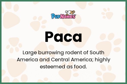 Paca dog name meaning