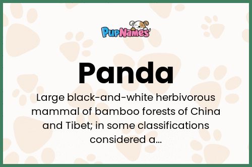 Panda dog name meaning