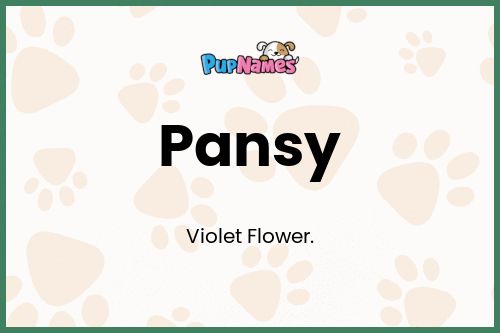 Pansy dog name meaning