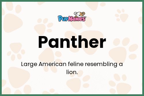 Panther dog name meaning