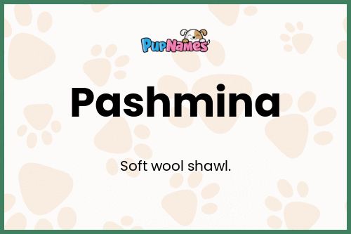 Pashmina dog name meaning