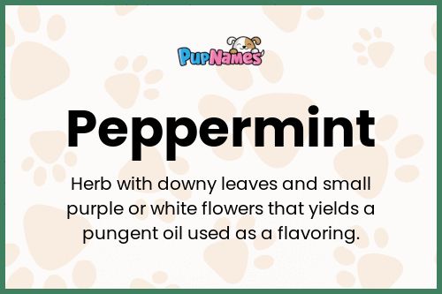 Peppermint dog name meaning