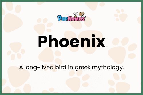 Phoenix dog name meaning