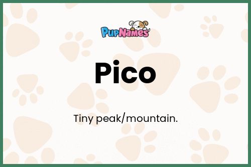 Pico dog name meaning