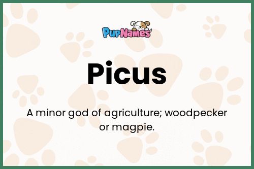 Picus dog name meaning