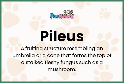 Pileus dog name meaning