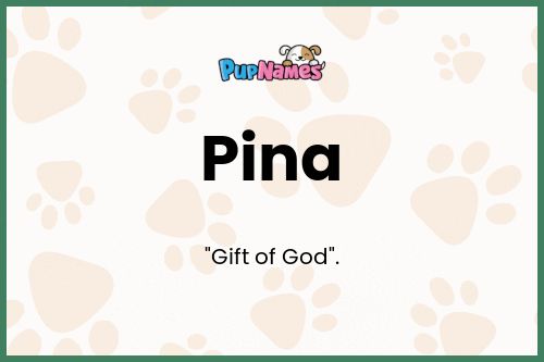 Pina dog name meaning