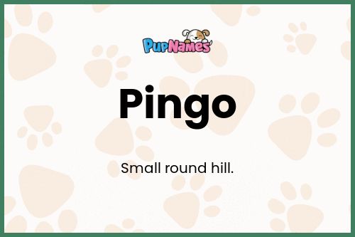 Pingo dog name meaning