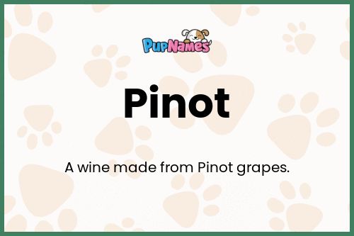 Pinot dog name meaning